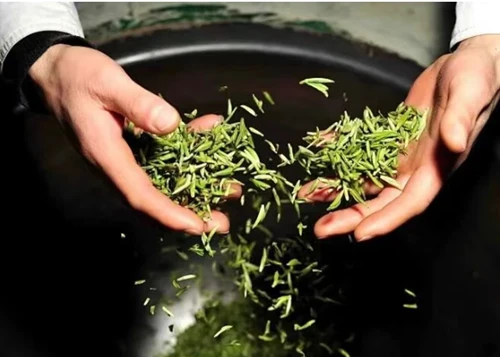 Bitterness vs Astringency in Green Tea: What Is the Difference