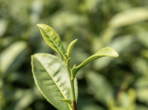 Climate Change – Rising Temperatures Threatening African Green Tea Quality
