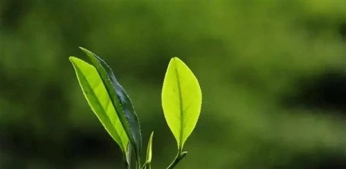 Why Should You Drink Tea Every Day?