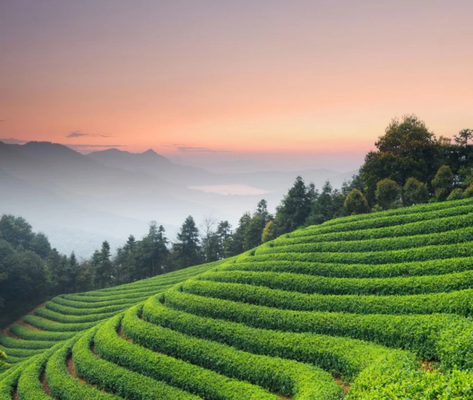 tea garden best quality.jpg