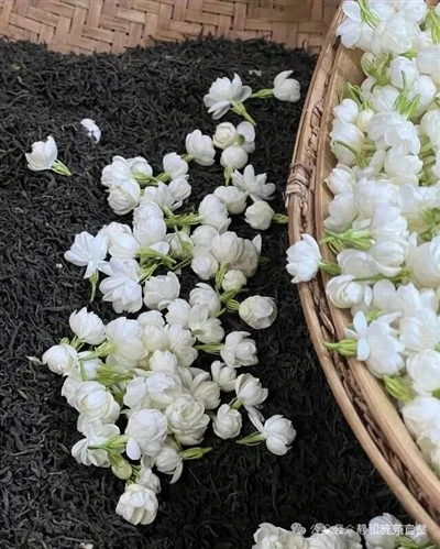 Te Gwyrdd gyda Blodyn Jasmine